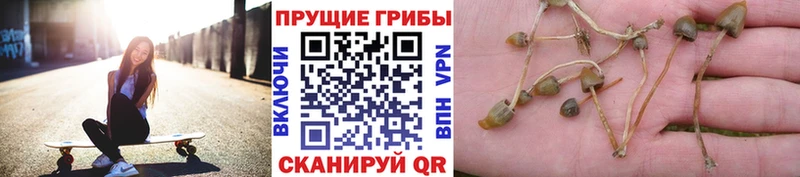 Галлюциногенные грибы Cubensis  Купить  Буинск 